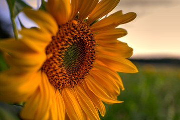 Sonnenblume