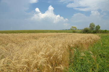 Summer landscape with wheat field