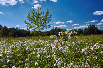 Obraz premium White flowers on the forest meadow in summer in Poland.