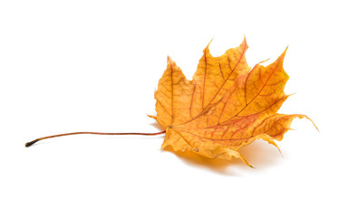 autumn maple leaf