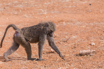 Baboon in Samburu National Park in Kenya