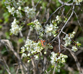 Бабочка весной