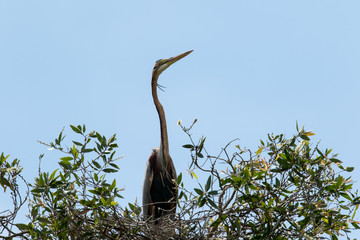 Purple Heron in Nest