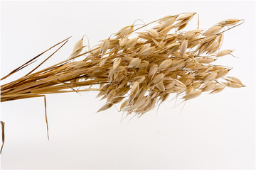 Ears of Oats