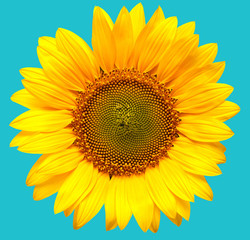 Naklejka premium Sunflower closeup on a blue background