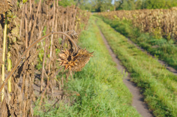 Ripe sunflower in autumnal organic field is ready to be harvested in Ukraine