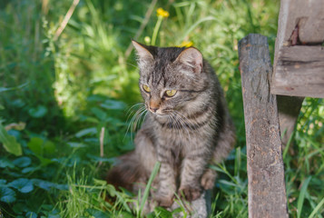 Naklejka na ściany i meble Young tabby cat hiding in secluded nook in summer garden