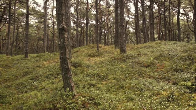 panoramic shot of forest with pine trees and green shrubs