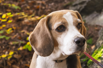 young beagle dog