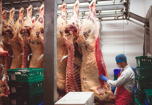Butcher examining the red meat hanging in storage room