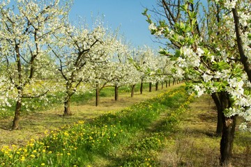 Plakat apple orchard in spring 2