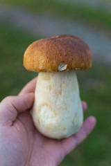 mushroom