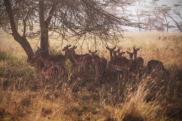 impala in Samburu National Park Kenya Africa