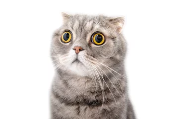 Fototapete Katze Porträt einer erschrockenen Katzennahaufnahme. Rasse Scottish Fold..
