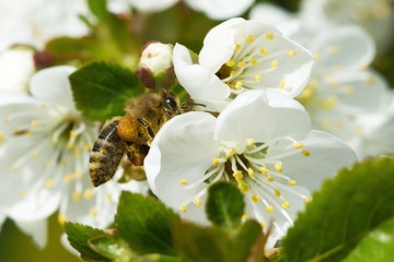 bees on flowers apple 4