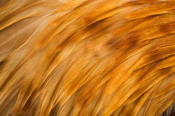 red background cock feathers