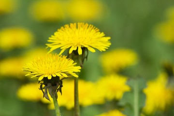 Obraz premium yellow dandelions on green meadow 1