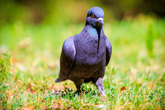 Pigeon in the grass
