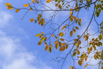 Branch with yellow autumn leaves in the forest