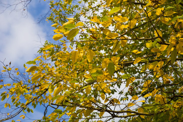 Branch with yellow autumn leaves in the forest
