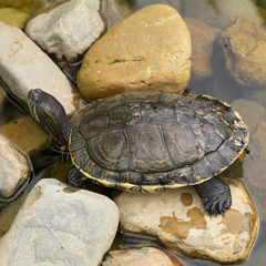 Placencia, Turtle