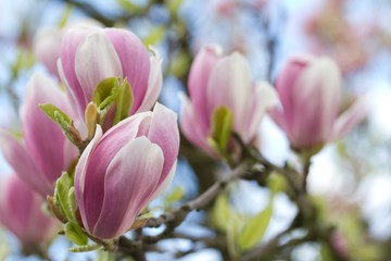Obraz na płótnie Canvas blossoms of pink magnolia 1