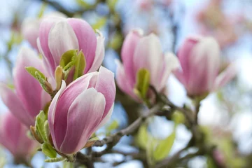 Papier Peint photo autocollant Magnolia fleurs de magnolia rose 1