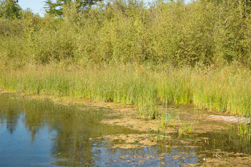 lake shore with reeds and bush