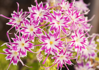 Obraz premium Beaufiful pink and white star Phlox, with star shaped flowers