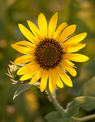 Wild Sunflower backlit by setting sun