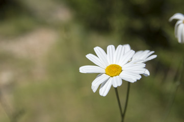 Dalmatian pyrethrum daisy (Tanacetum, Chrysanthemum cinerariifolium