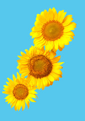 Bouquet of sunflower