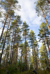 Pine forest from the low point of view. 