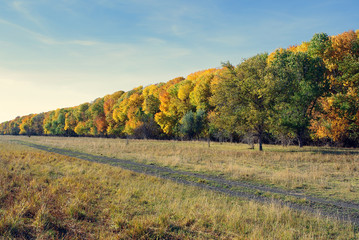 bright colored autumn trees in a line