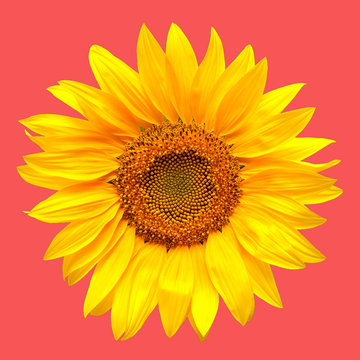 Sunflower closeup on a pink background