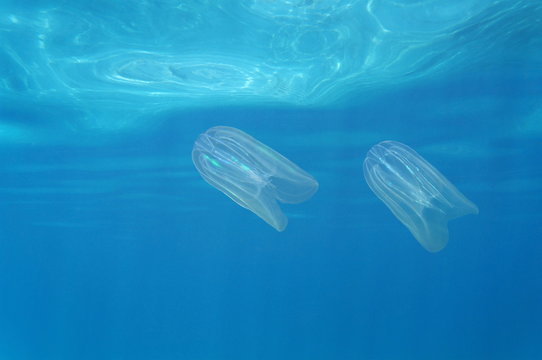 Underwater creatures, sea walnut warty comb jelly, Mnemiopsis leidyi, close to the surface in the Caribbean sea, Costa Rica