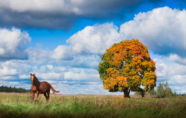 Autumn tree and the horse beside him/ Autumn tree and the horse beside him