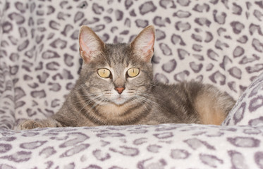 Cute blue tabby cat on a chair, looking at the viewer