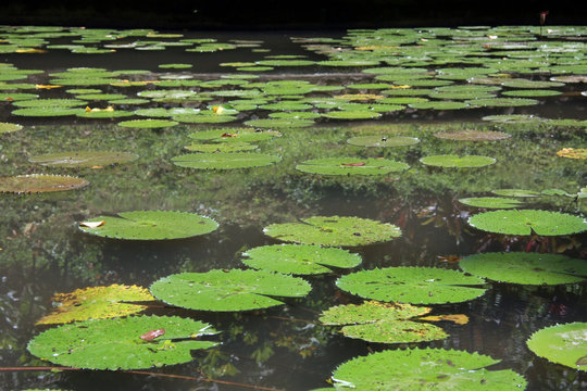 Lotus leaf pond background/texture