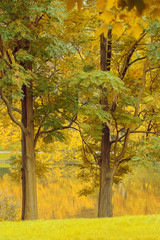 Two trees with yellow leaves in an autumn park.