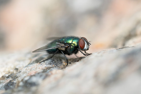 Green bottle fly sitting on a stone surface