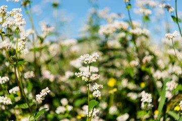 blooming buckwheat