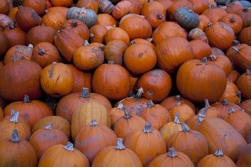 pile of pumpkins