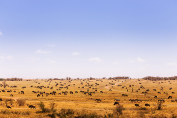 Fototapeta na wymiar landscape full of wildebeest in Masai Mara Kenya