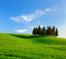 Group of Cypress Trees in The Rolling Hills of Tuscany, Blue Sky with Clouds, Tuscany, Italy