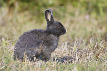 Gray Wild rabbit sitting