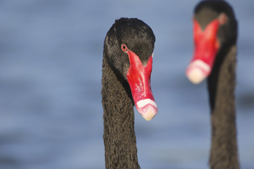 Portrait of two black swan