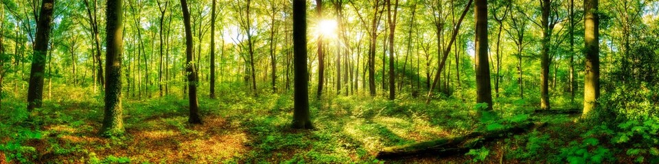 Fototapeta na wymiar Waldpanorama mit Sonnenstrahlen