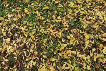 foliage 3
