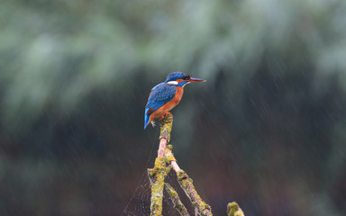kingfisher on a twig in the rain